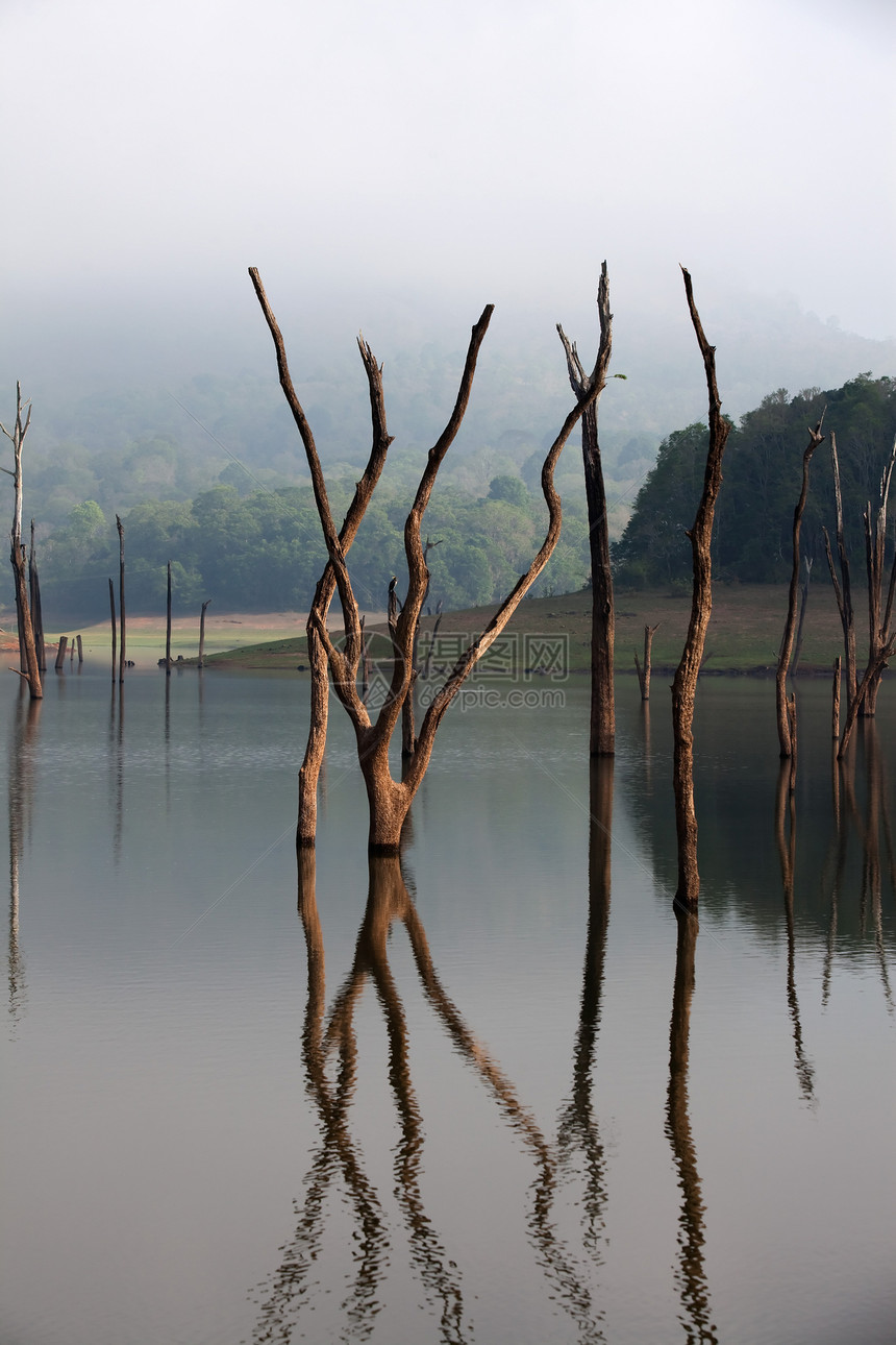 佩里亚尔湖保留区薄雾树桩阴霾地方地区热带树木全景地标风景图片