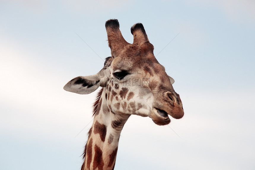 马赛人或乞力马扎罗长颈鹿国家游戏野生动物地方全景爆头地标草原哺乳动物动物图片
