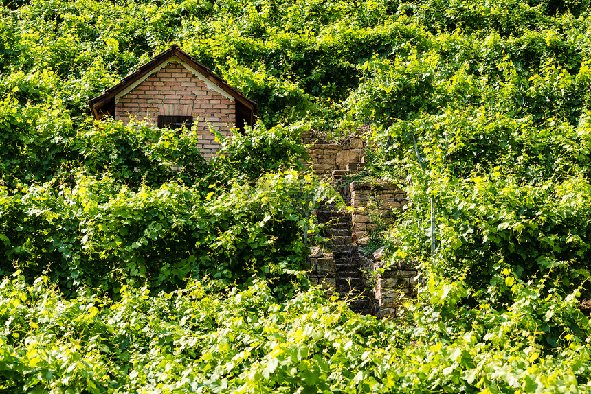 在一个葡萄园中植物藤蔓国家瓷砖水果建筑季节叶子小屋酒厂图片