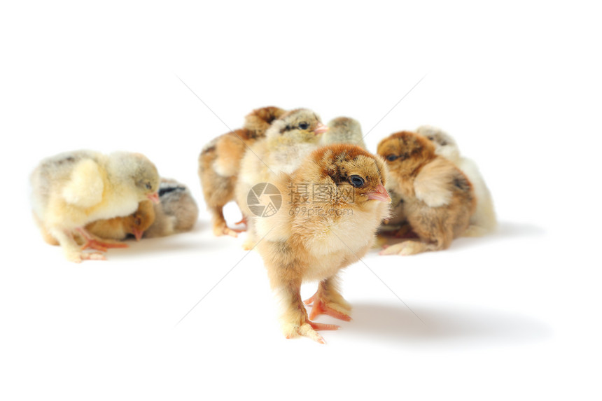 组长母鸡工作室良种人群领导者柔软度家畜家禽婴儿动物图片