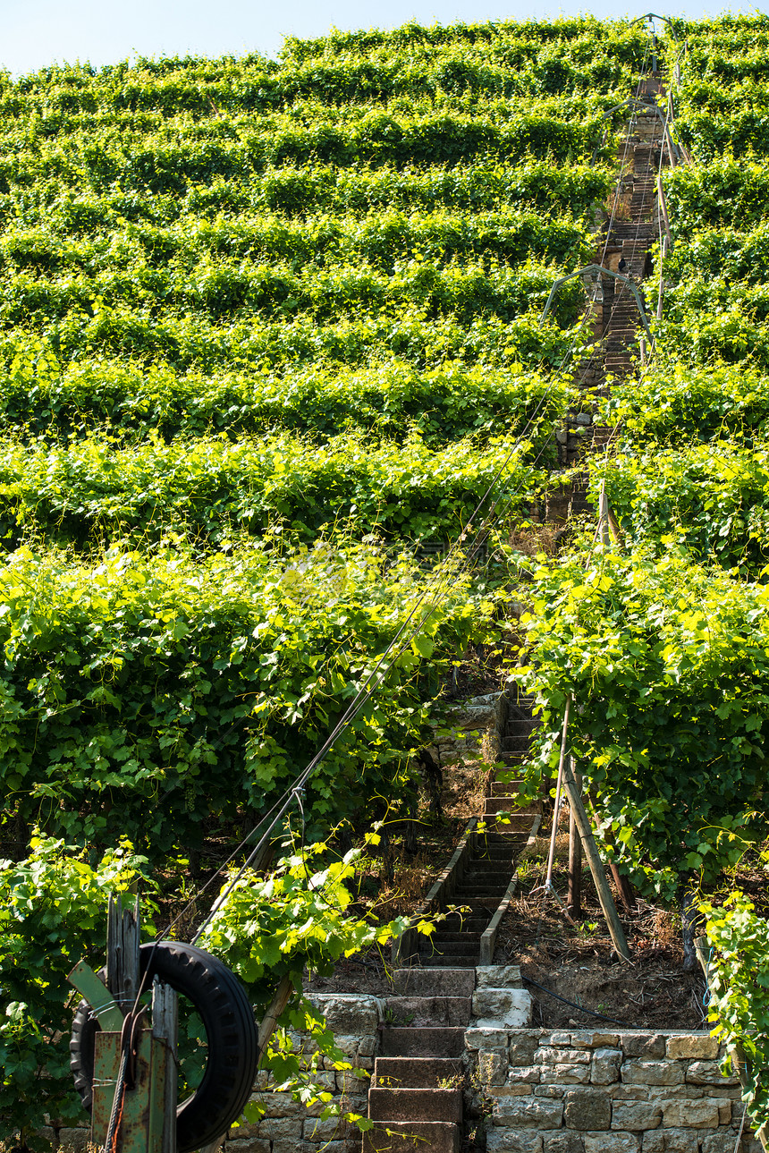 斯图加特的葡萄园和电梯太阳阳光季节进货地区乡村酒厂农业自然保护区水果图片