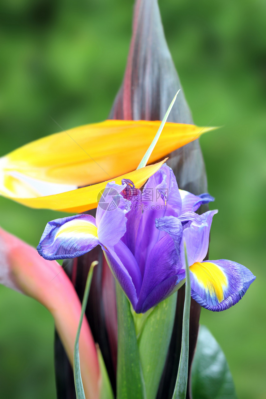 花束中紫色的iris图片