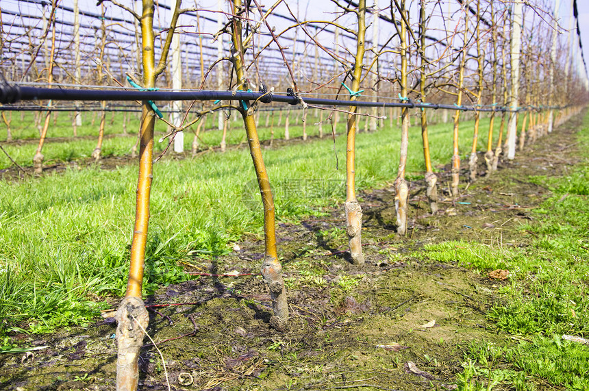 配有灌溉系统的苹果树农业绿色种植园植物花园食物水果管道网络果园图片
