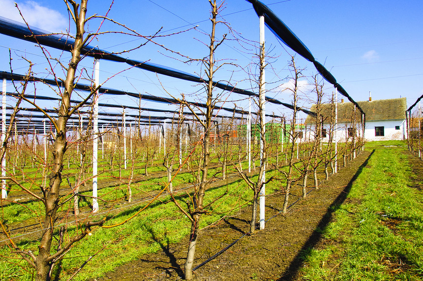 配有灌溉系统的苹果树种植园网络水果花园管道植物果园农业食物绿色图片