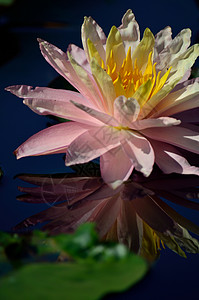 粉水百合睡莲粉色池塘花朵反射背景图片