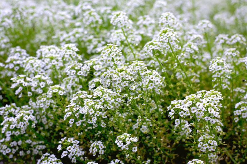 野向植物学场地看法野生动物白色植物花瓣图片