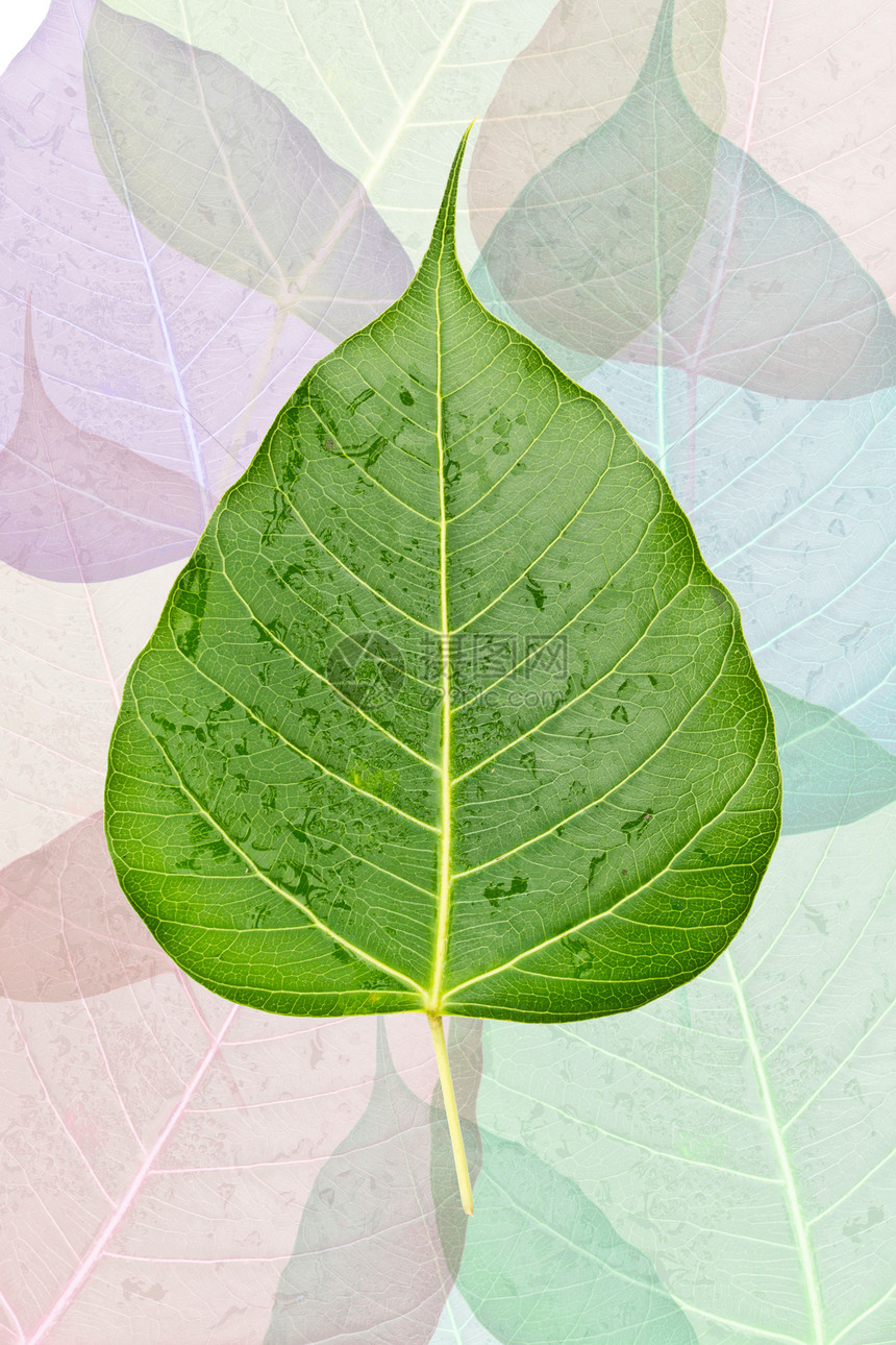 Bo 离开背景背景植物学生活生长白色花园植物绿色图片