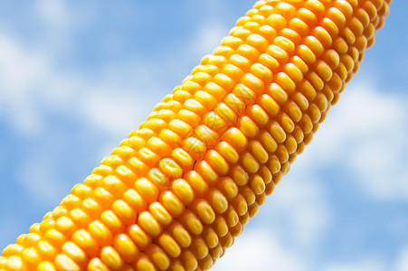 玉米迷宫玉米在阴云下紧闭种子文化核心活力环境食物饮食蓝色耳朵粮食背景