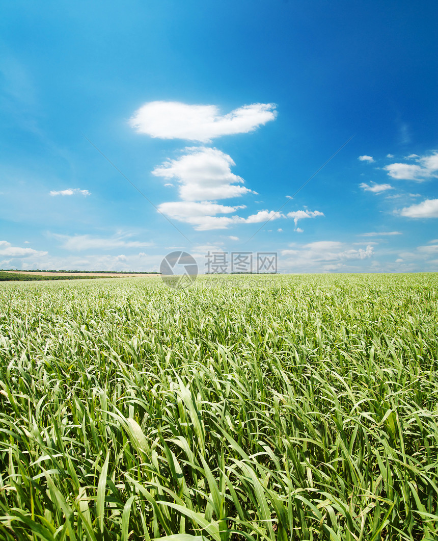 绿草和蓝天空农场草地场地牧场阴影公园天空生态地面爬坡图片