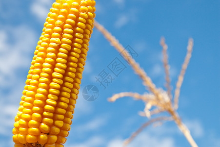 玉米迷宫玉米在阴云下紧闭迷宫饮食核心收成种子耳朵环境金子活力食物背景