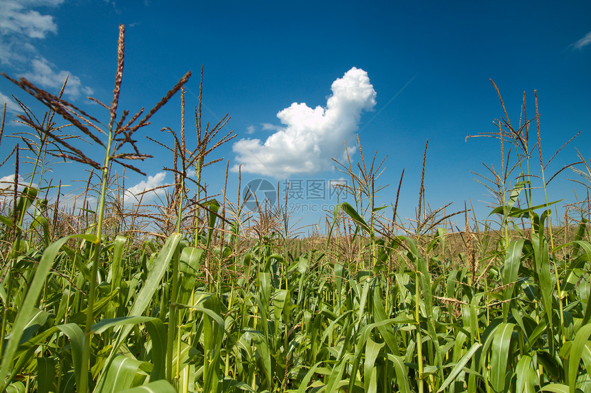 蓝天和云下有麦子的田地国家地平线天空农场季节场景蔬菜土地耳朵玉米图片