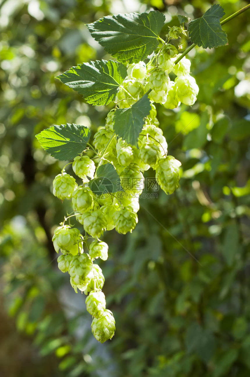 绿色跳跃场地酿造生产啤酒厂药品植物香料叶子植物学饮料图片
