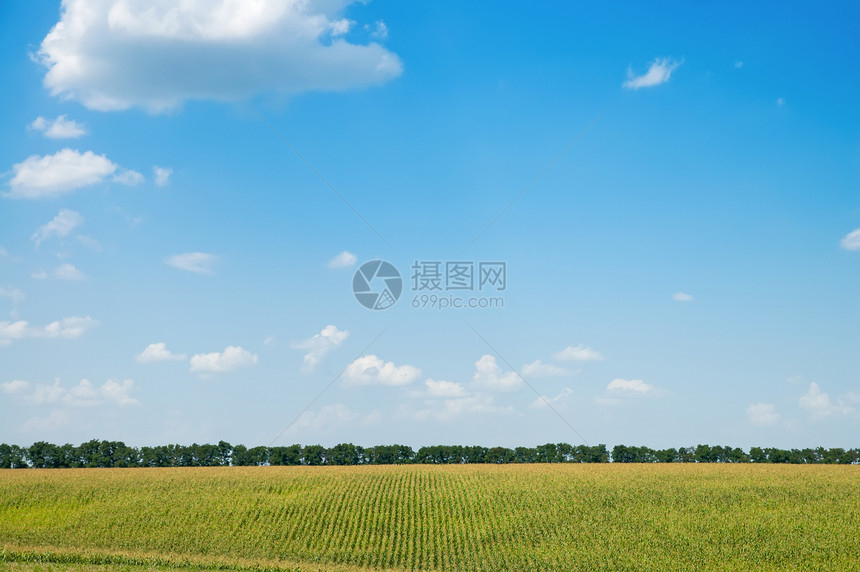 田地下有蓝天下的玉米 云彩如云图片