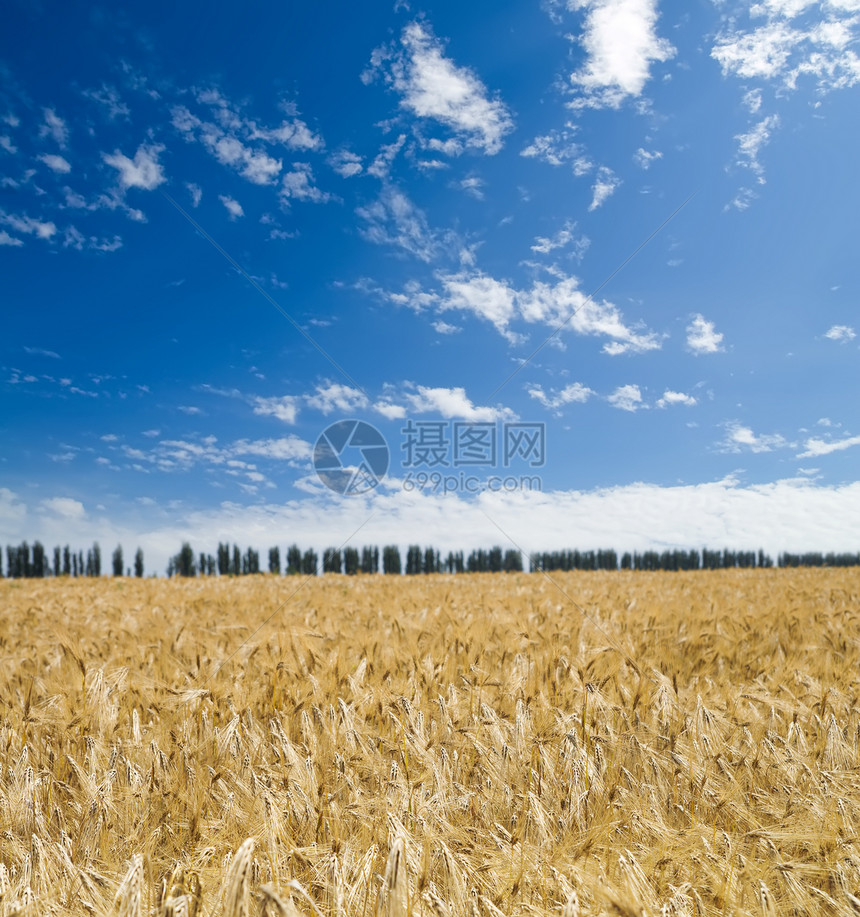 蓝色天空下的小麦田面积小麦农村国家培育植物地面草地农场粮食季节图片