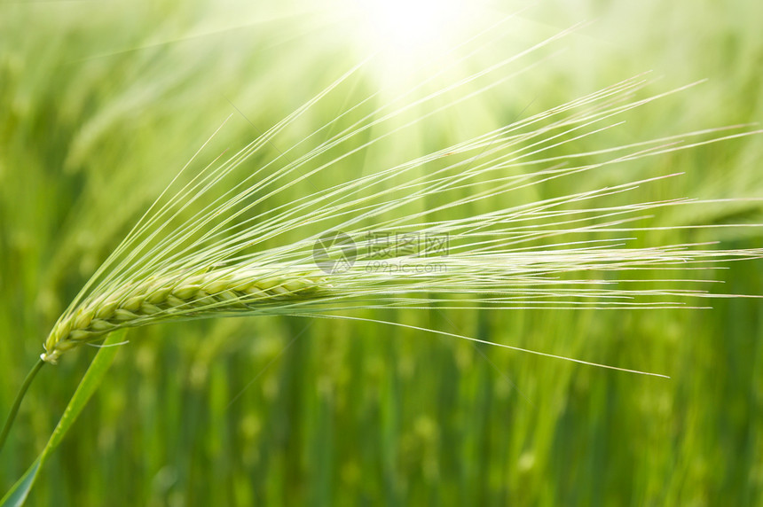 阳光下田野绿小麦季节国家草原场地植物太阳土地农村环境太阳光线图片