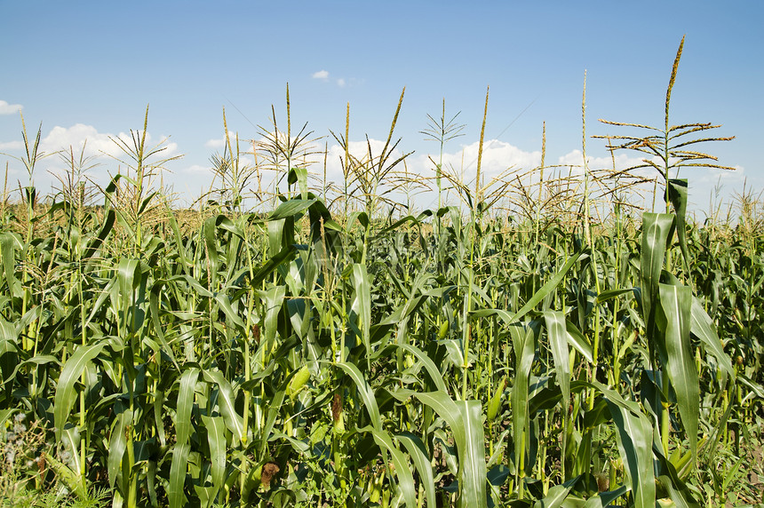 玉米字段草地国家金子耳朵土地收成叶子种子场地蔬菜图片