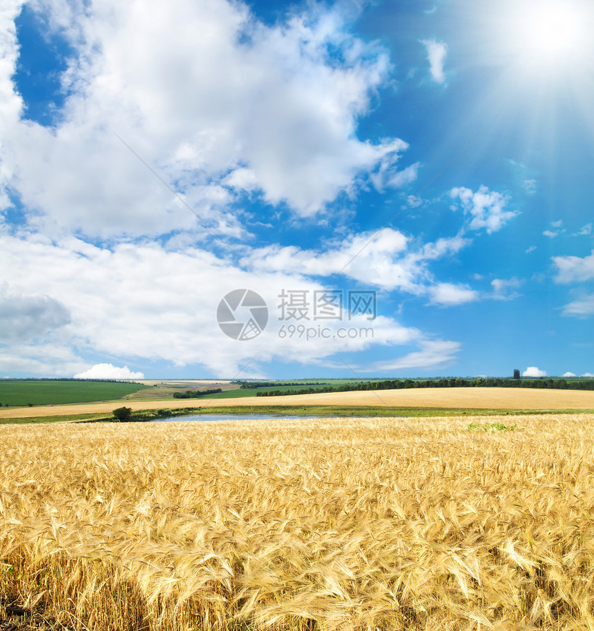 阳光天空下的麦田小麦图片