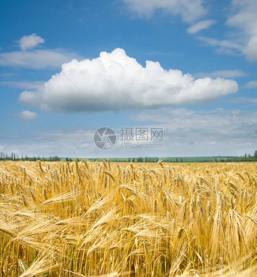 天空下小麦的金子耳朵场地种子农场农村植物玉米面包天空食物图片