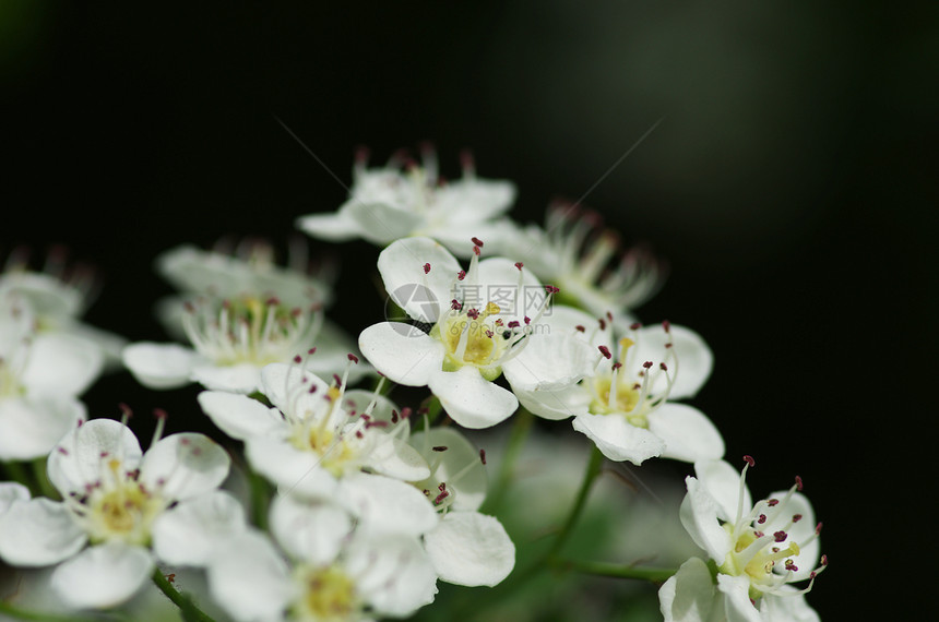 天然本底白花朵花园植物季节生活晴天生长李子植物群公园叶子图片