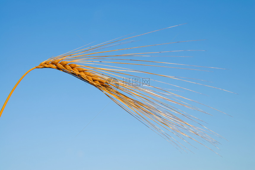 小麦的金子耳朵阳光玉米面包大麦蓝色天气稻草宏观谷物季节图片