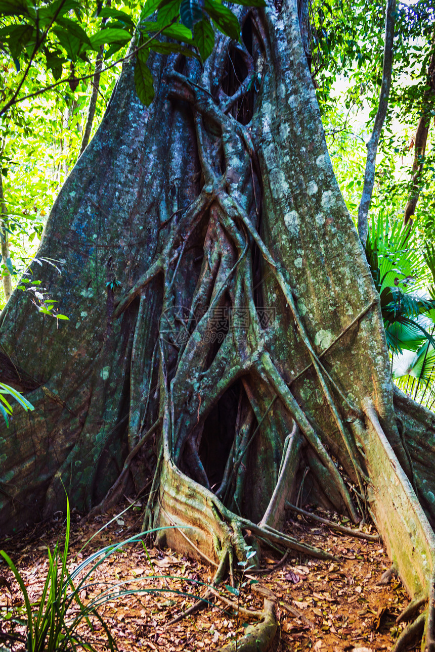 东南亚的热带雨林地区蕨类衬套生活光束野生动物叶子棕榈风景农村溪流图片