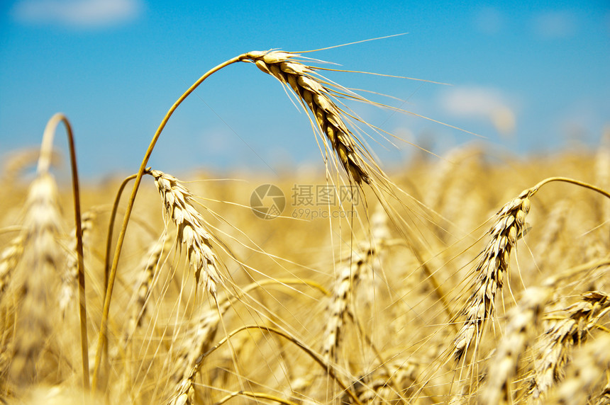 在天上 有茂密的麦子晴天粮食农田环境场地耳朵核心农村季节植物图片