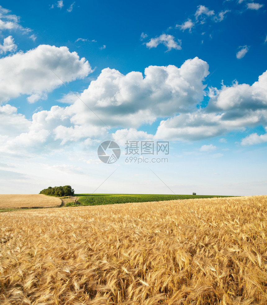 云下小麦田金子麦田谷物农田土地种子草地环境季节蓝色图片