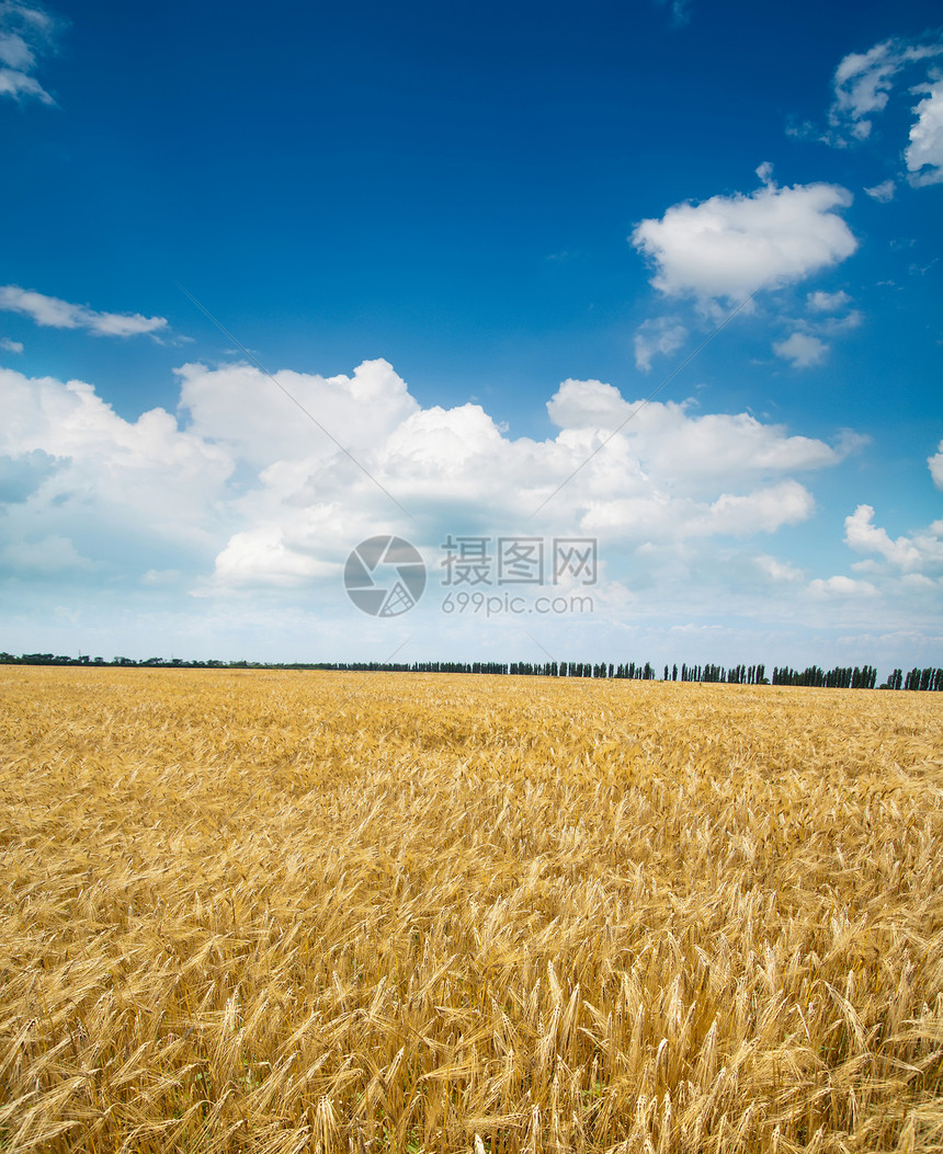 蓝色天空下的小麦田面积收成金子植物阳光玉米面包谷物粮食草地稻草图片