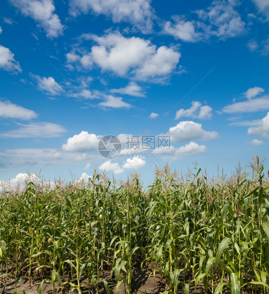 蓝天和云下有麦子的田地谷物蔬菜环境天空场地阳光粮食草地季节蓝色图片