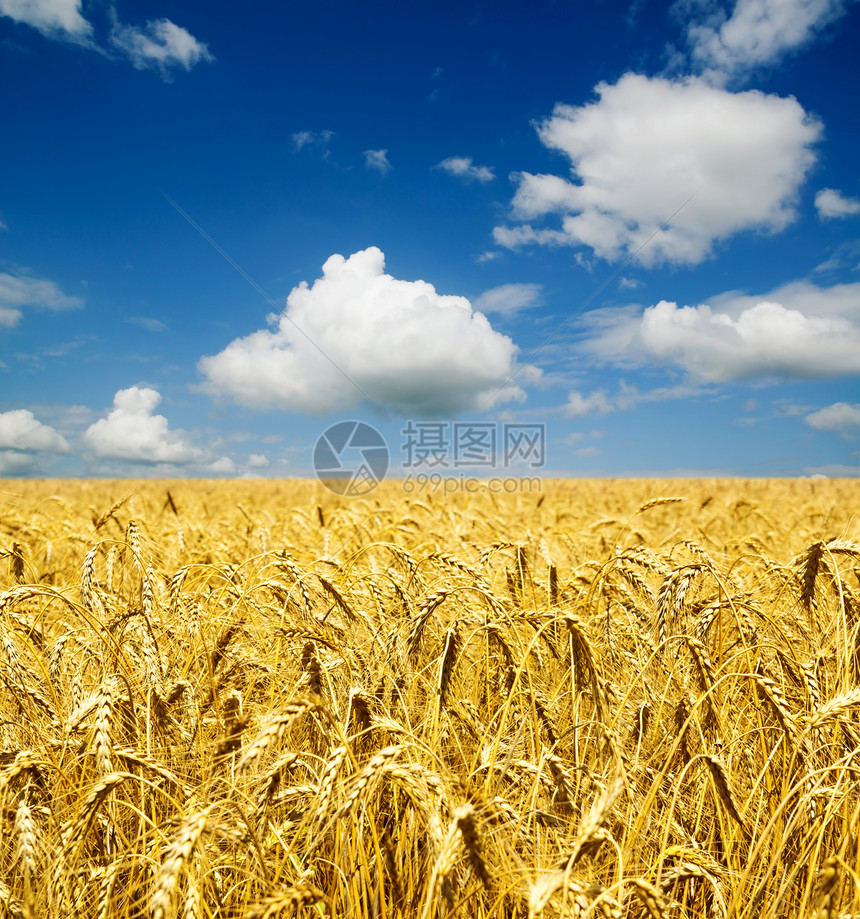 天空下小麦的金子面包天空种子粮食稻草农村收成谷物食物农场图片