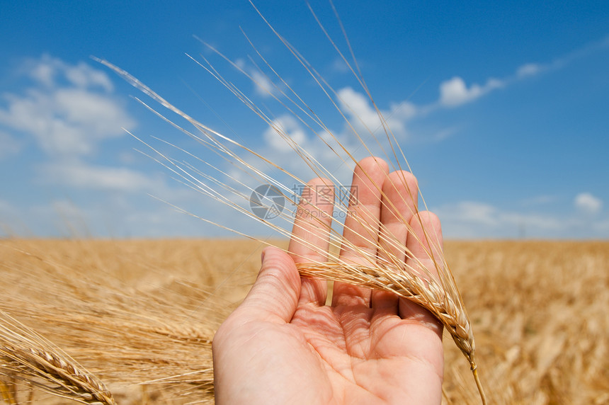 手工收获的黄金收成玉米种子男人面包大麦小麦农田粮食天空图片