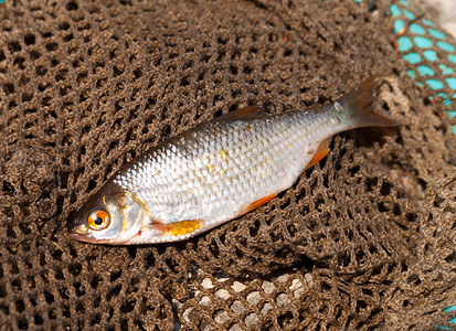 鱼条毯子陆德在渔网上钓鱼背景
