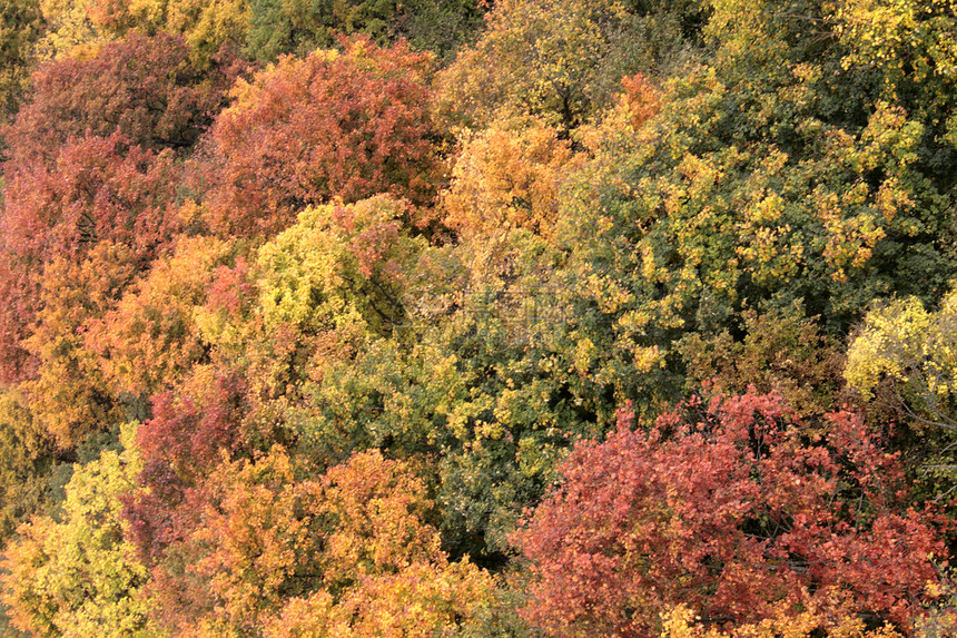 有着不同颜色树种的秋林图片