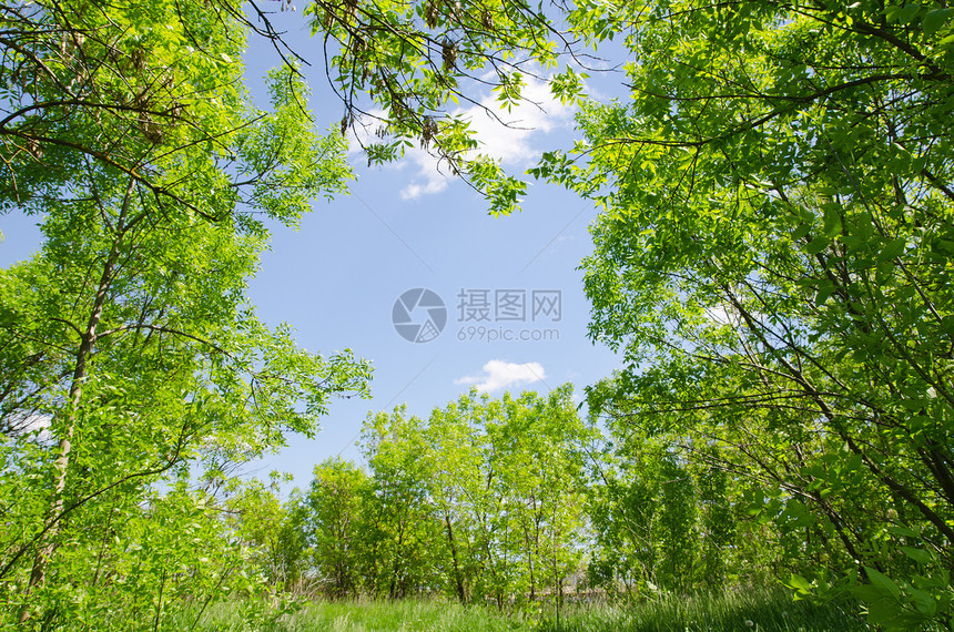 木柴中的天然框架场地草地天堂天气衬套枝条植物环境季节树叶图片
