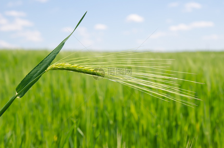 田野绿小麦农田生长土地谷物农村场地粮食植物阳光草地图片