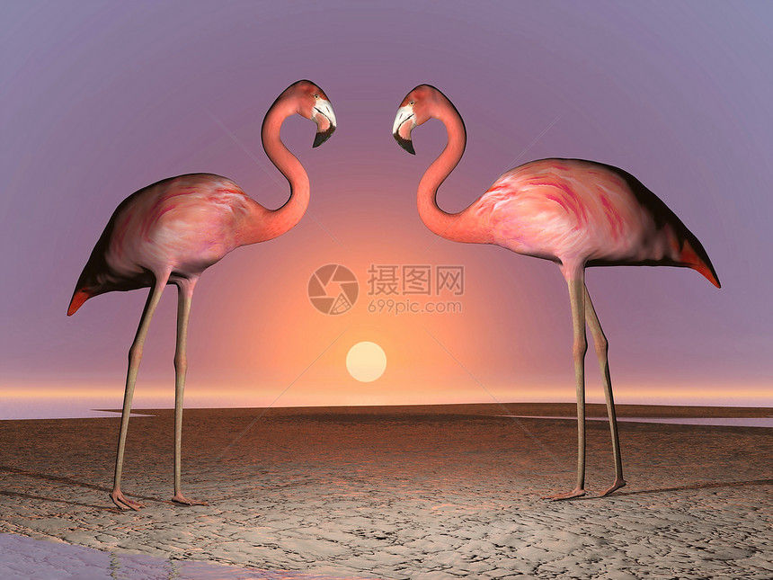 Flamingos 日期 - 3D图片