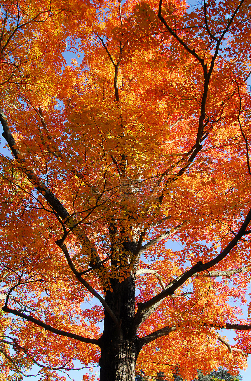 橙木树瀑布花棕色叶子橙子风景活力绿色分支机构树叶图片