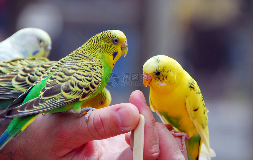 黄黄绿色青菜鹦鹉宠物鸟鹦鹉生物野生动物绿色宠物虎皮图片