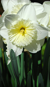 Dafodil 白黄色花朵园艺水仙花花园香味水仙白色植物群生长背景图片
