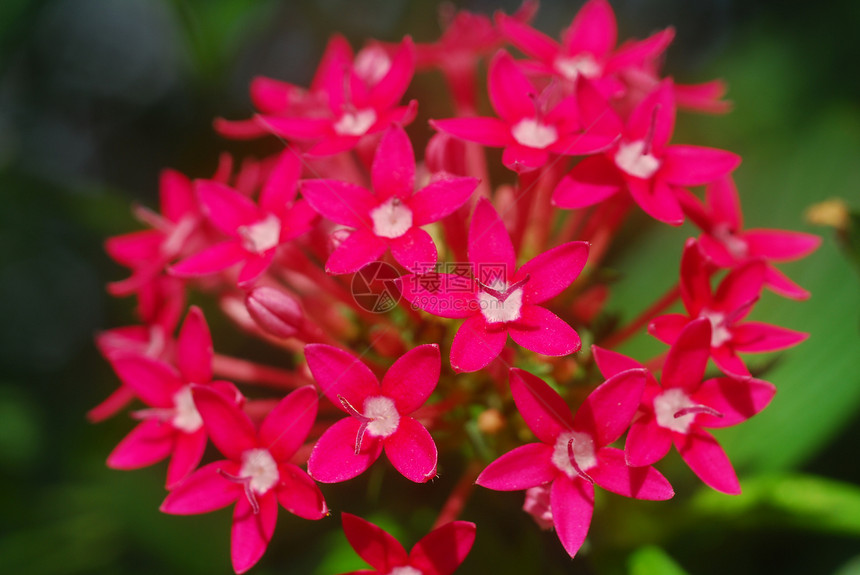 粉红白花园艺植物群花园粉色白色图片