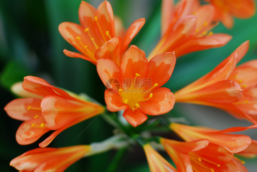 明亮的橙色卡菲儿莉莉花百合植物群花园园艺生长图片