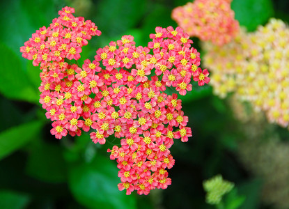 粉红色黄色花朵花瓣花园植物群背景图片