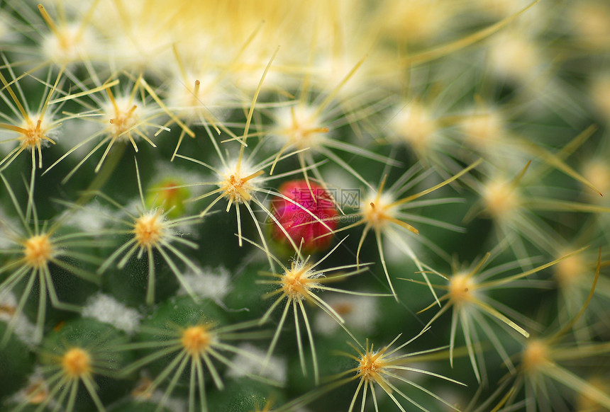 仙人掌植物粉红花绿色多刺生长花园沙漠脊柱肉质图片