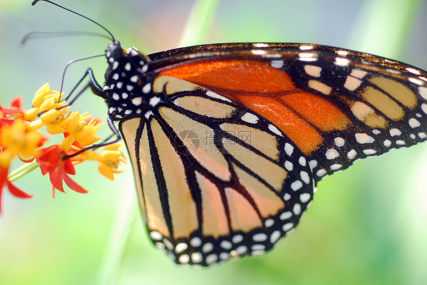 黑橙色君主老虎蝴蝶昆虫动物翅膀橙子图片