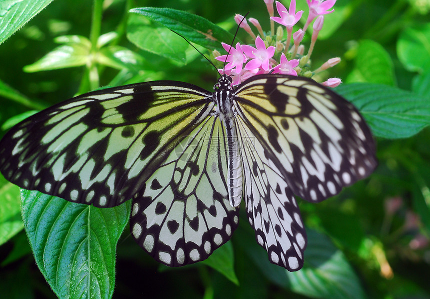 蝴蝶翅膀白色昆虫动物若虫风筝图片