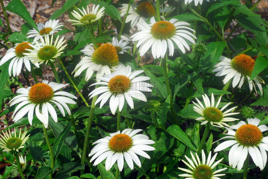 白色的雪花花花植物群花园花瓣锥体热带图片