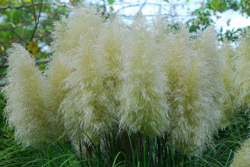 蒲苇草叶草原黄色叶子植物花园羽毛图片