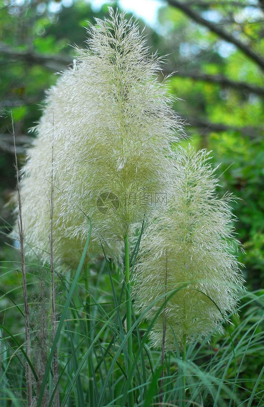 蒲苇草叶花园草原黄色植物叶子羽毛图片