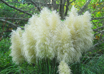 蒲苇草叶花园叶子黄色草原植物羽毛高清图片