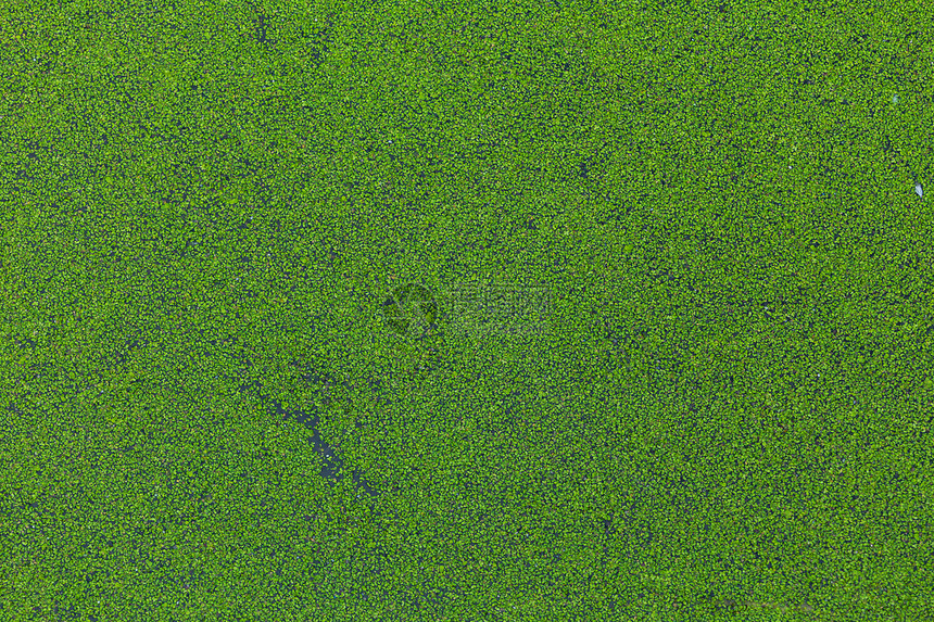 鸭草植物纹理图片